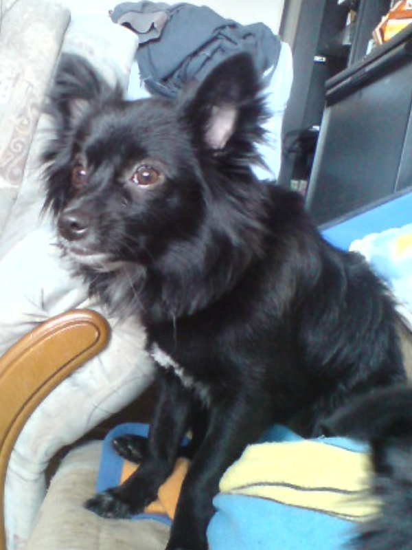 Jack (Chihuahua, Dackel, Jack Russell Terrier, Spitz) Chihuahua Dackel Jack Russell Terrier Spitz 